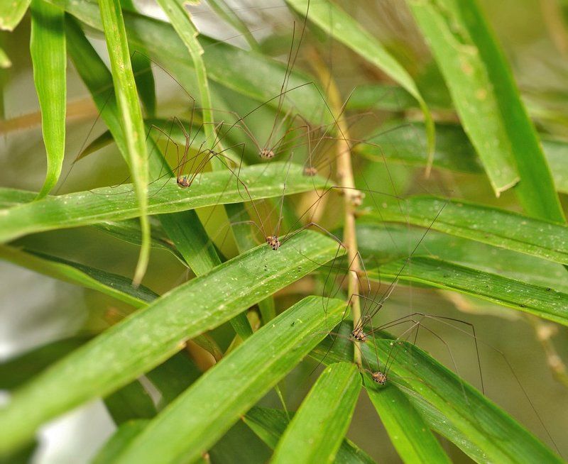 сенокосцы *** фото превью