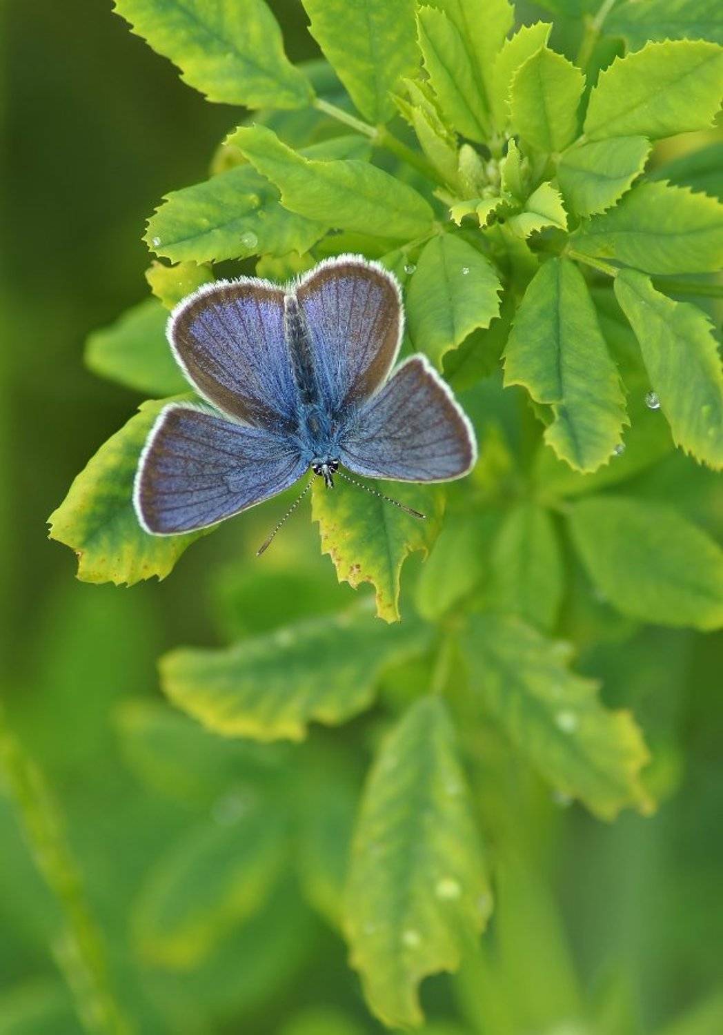, Чепленко Алексей