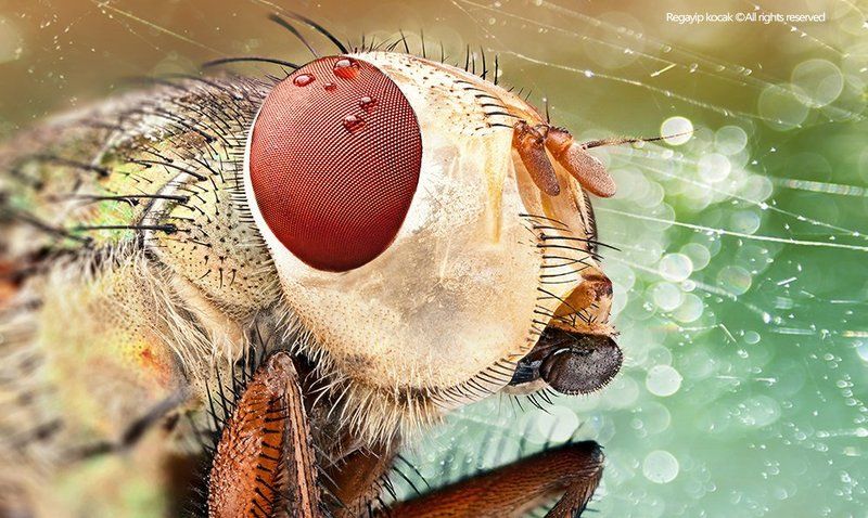 Red Ailen фото превью