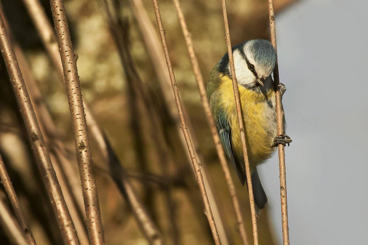 , Валерий Субачев
