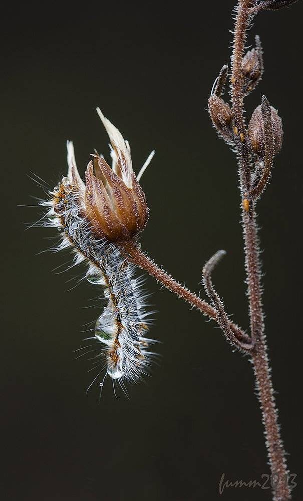 , Игорь ФУММ