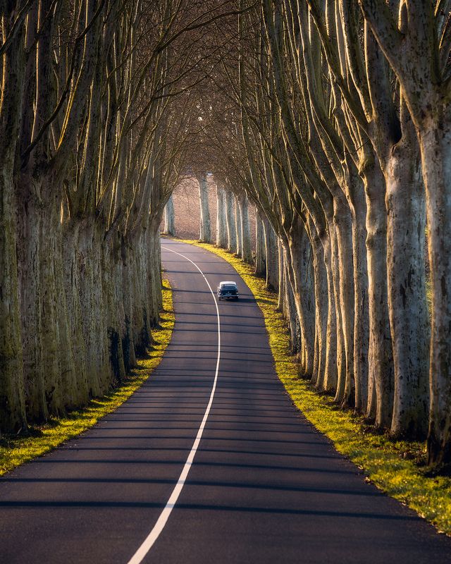 Tree Tunnel фото превью