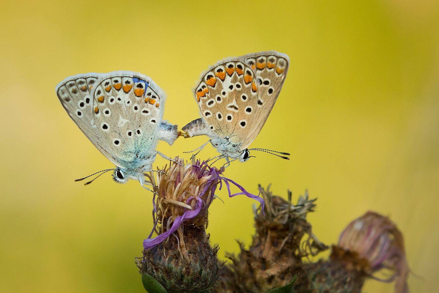 , Robert Adamec
