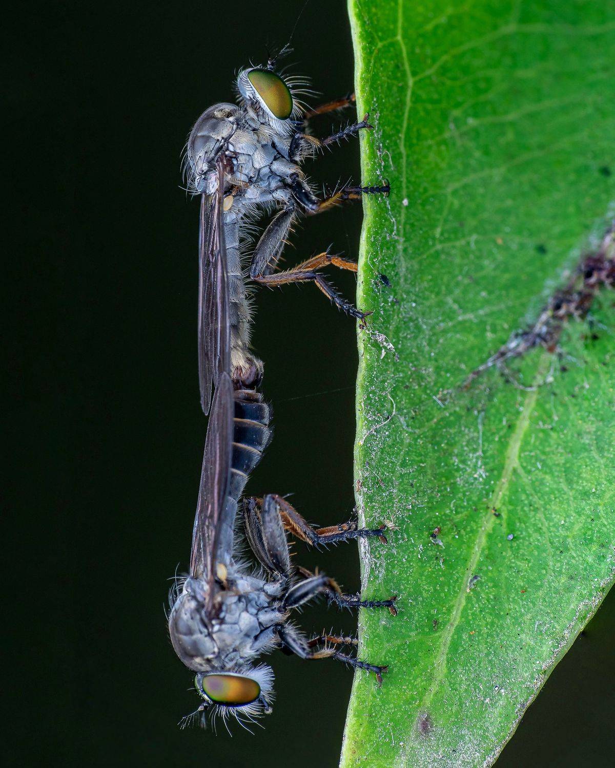 Macro wildlife insects, Shuvam Sadhukhan