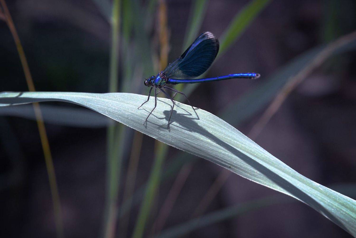 , Марина Никифорова