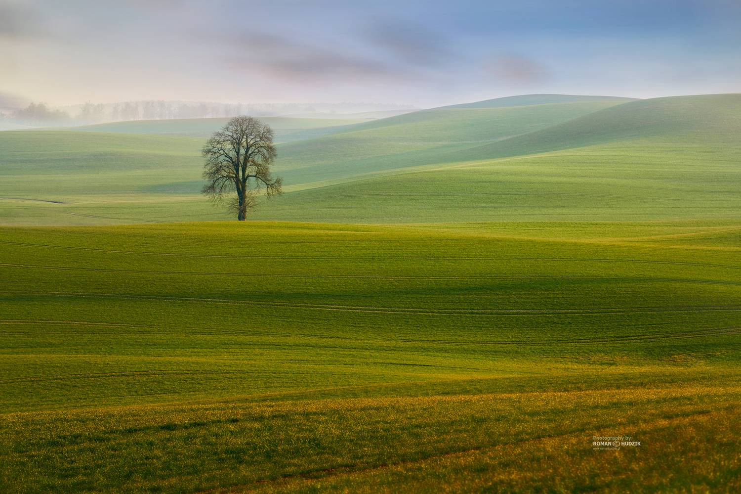 field, tree, landscape, green fields, hills,, Roman Hudzik