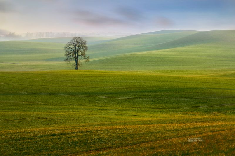 field, tree, landscape, green fields, hills, Lonely among the fields фото превью