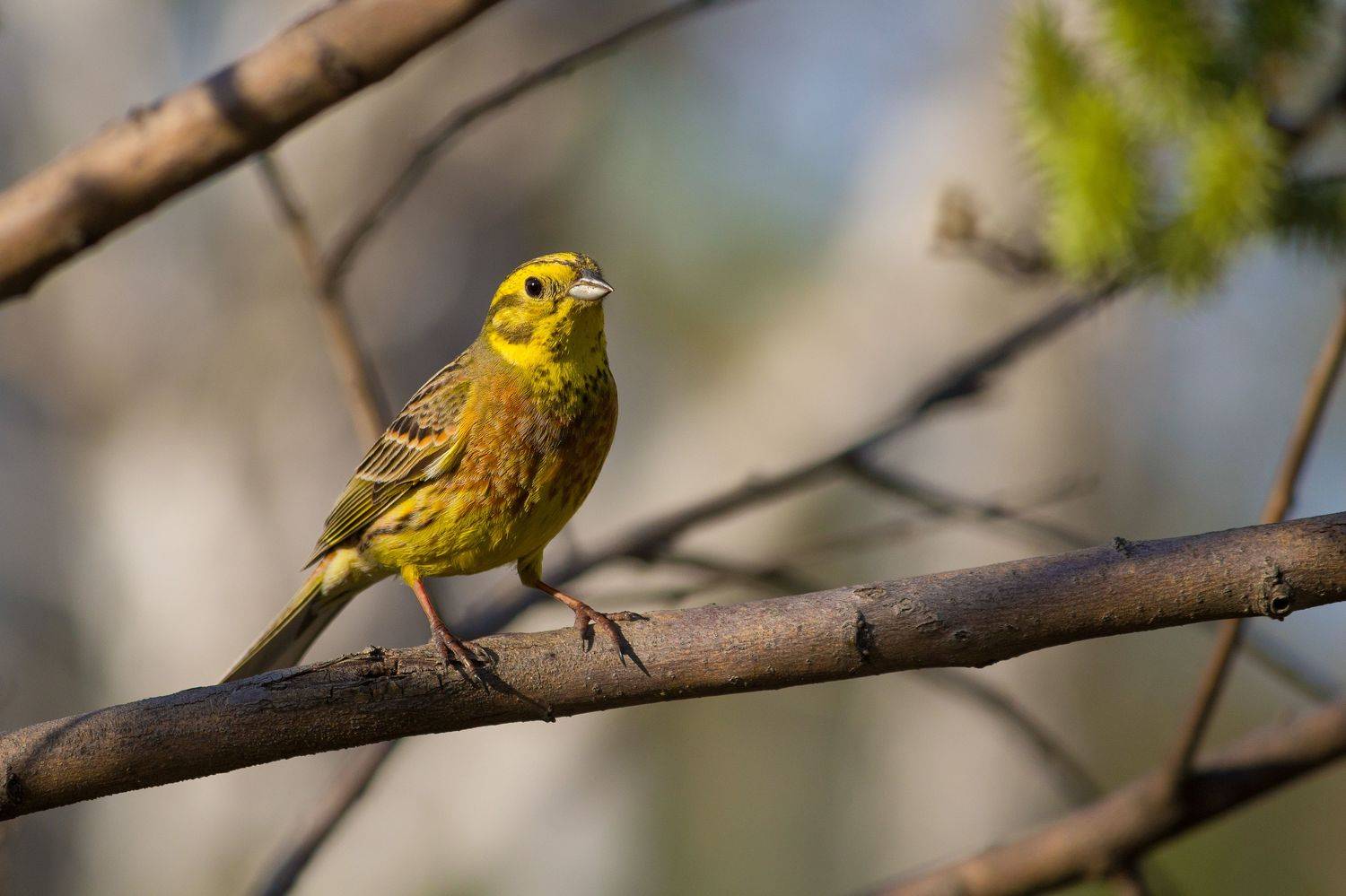овсянка, овсянка обыкновенная, птицы, новосибирск, Денис Воронов