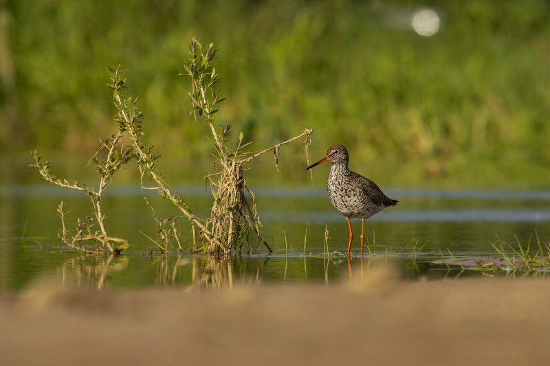 Tringa totanus фото превью