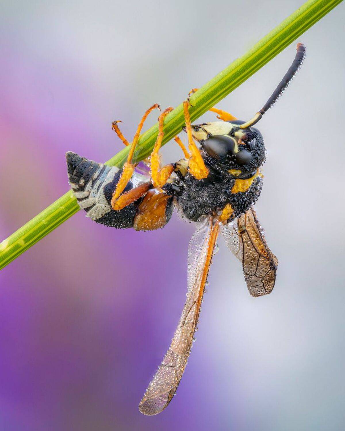 , Сергей Брагин