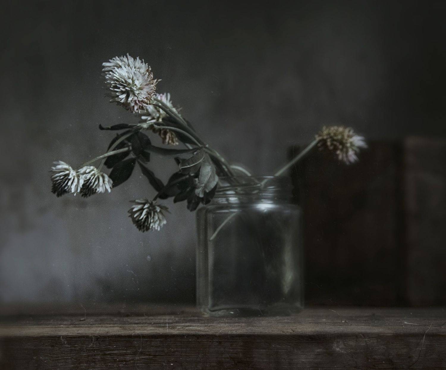 клевер, стекло, растение, Инна Грицик