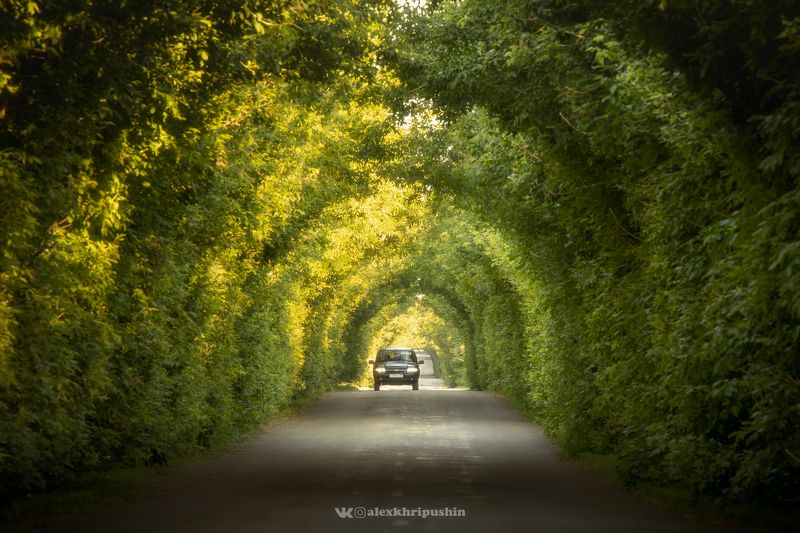 landscape Green Tunnel фото превью