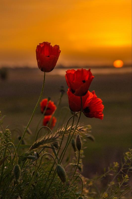 астраханская, обл., , , , лиманский, район МАКИ  ШИРЬЯМАНА фото превью