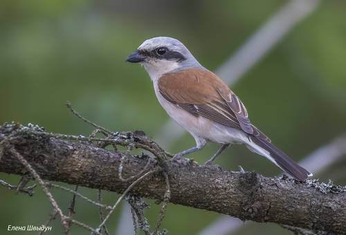 Red-backed shrike