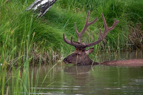 Марал пытается избавиться от слепней..