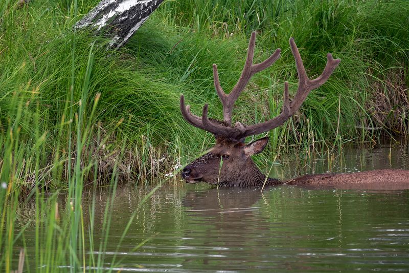 парнокопытное животное, благородный олень, марал, слепни, вода, Марал пытается избавиться от слепней.. фото превью