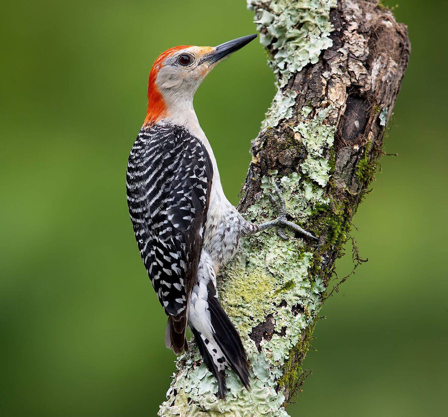 дятел, каролинский меланерпес, red-bellied woodpecker, woodpecker, Elizabeth Etkind