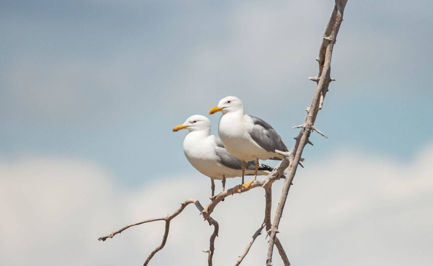 , Костянтин Пазюк