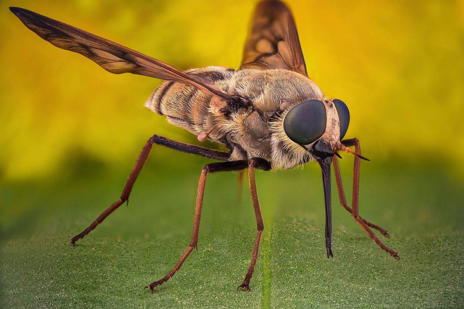 ceclii, macro, lomo 3.7, Tsvetan Ganev