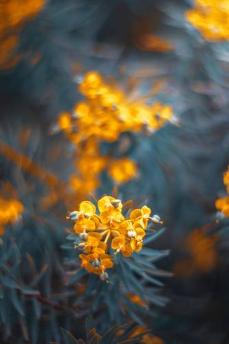 Yellow Flowers