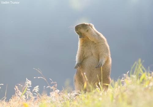 Шухер - свист, и все по норам.