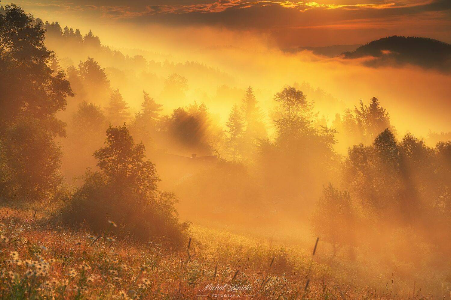 #today #morning #foggy #sunrise #trees #nature #sun #amazing #magic #pentax #benro, Michał Sośnicki