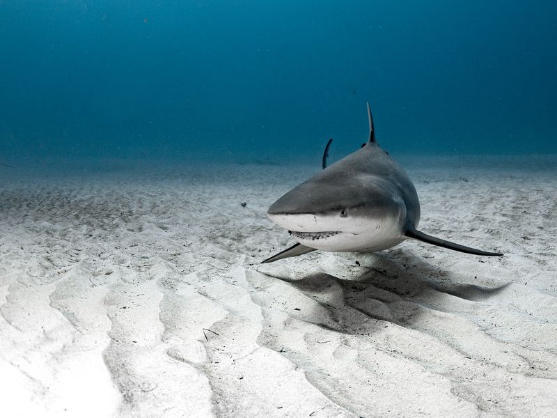 fast and Furious фото превью