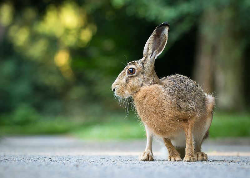 Hare фото превью