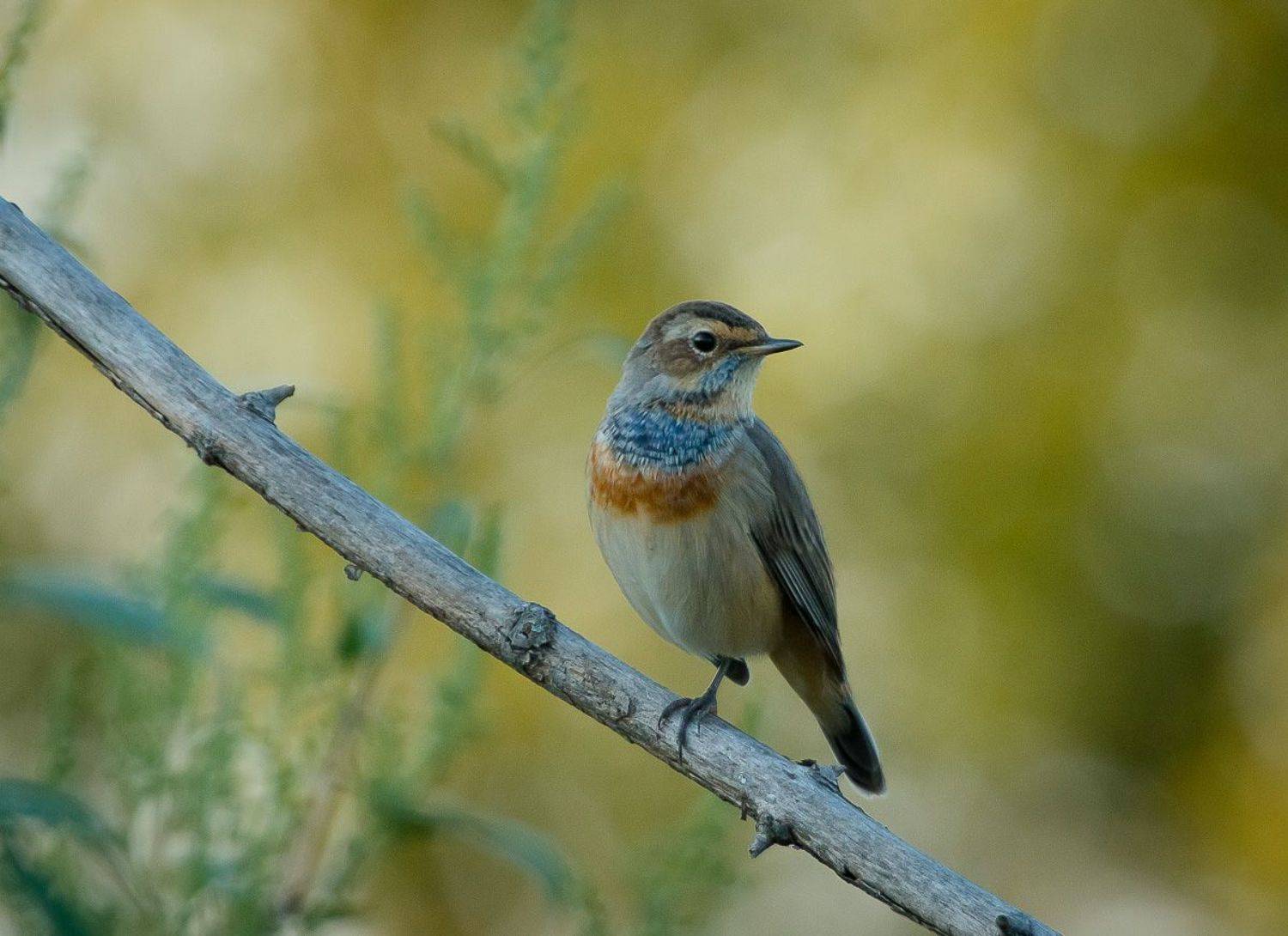 варакушка, птицы, birds, wildlife, bluethroat, Алексей Юденков