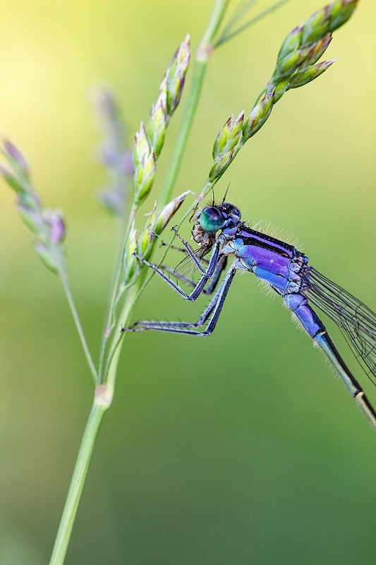 tokina 100 macro, beautiful, красивый, moment, момент, nature, природа, летняя, summer, лето, meadow, луг, wildlife, insect, насекомое, dragonfly, стрекоза, predator, хищник, Стрекозиный перекус. фото превью