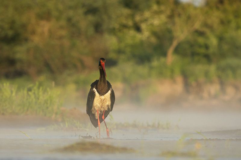 Ciconia nigra фото превью