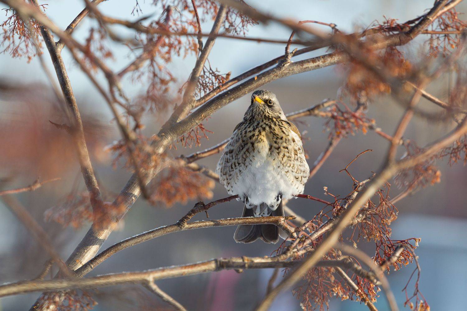 рябинник, зима, птицы, новосибирск, Денис Воронов