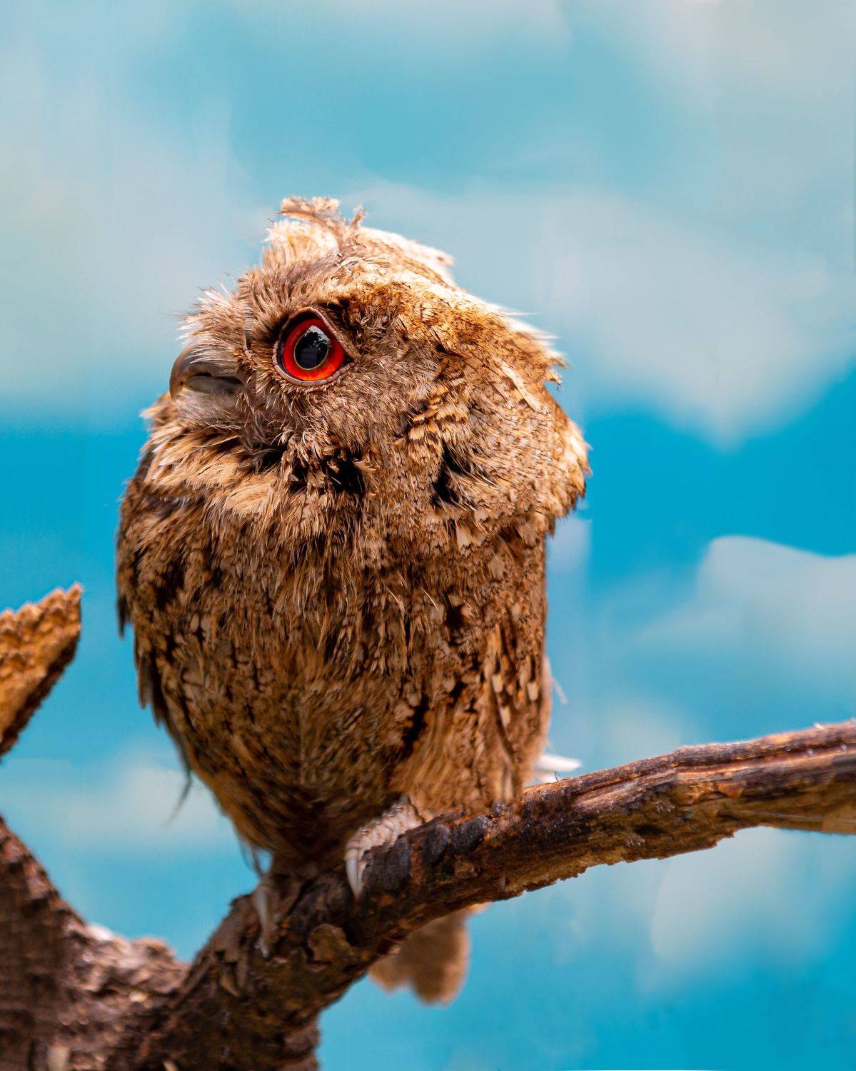 сова, птицы, хищные птицы, ночные животные, природа, Константин Костин