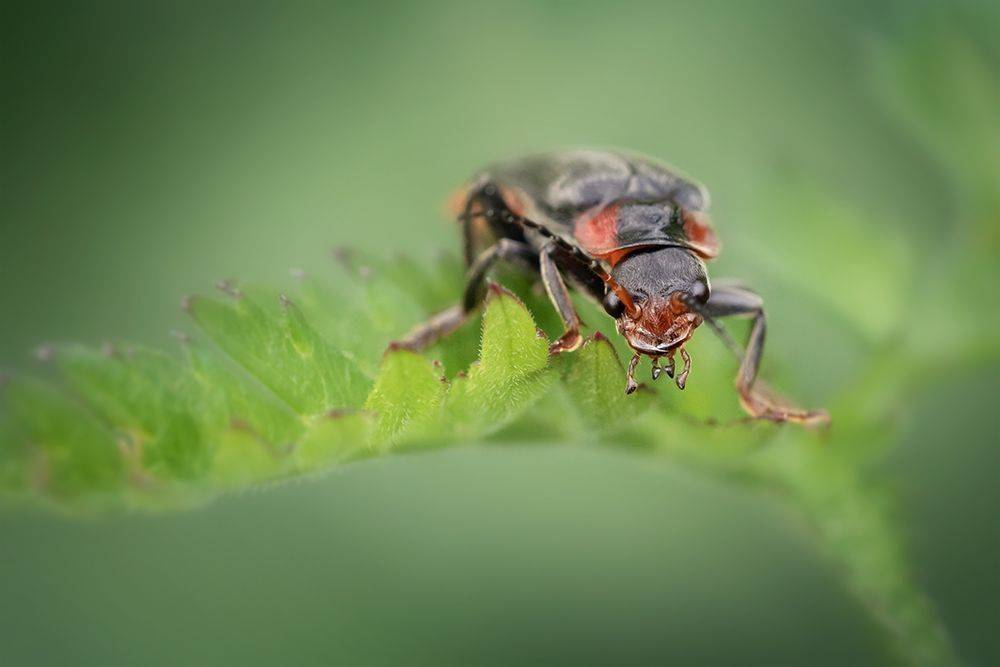 жук, макро, насекомое, пожарник, macro, Марина Хилько