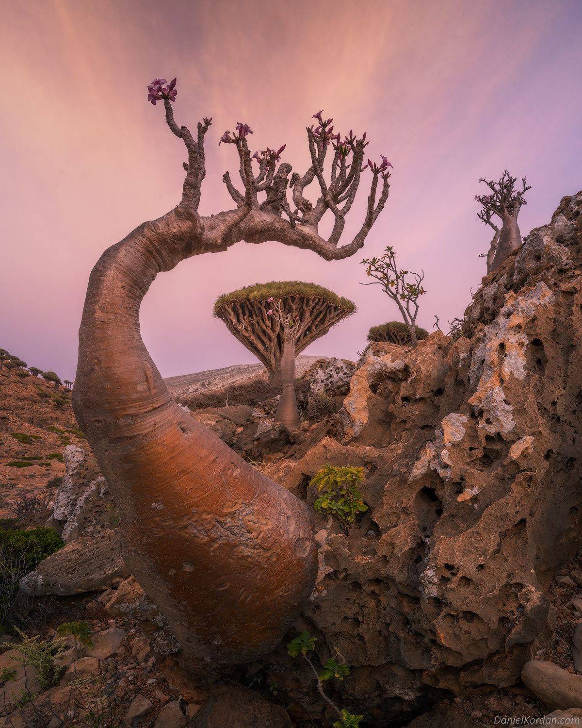 Socotra, Даниил Коржонов