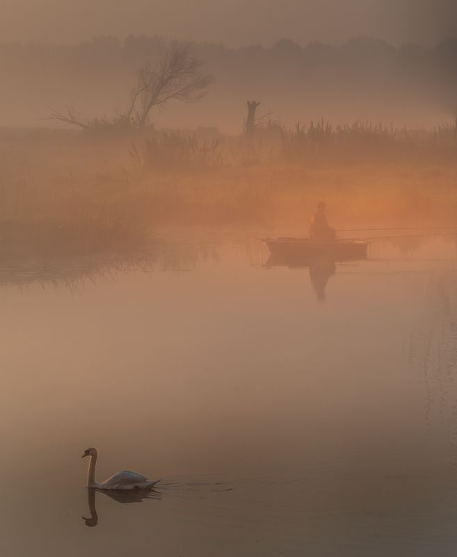 Swan фото превью