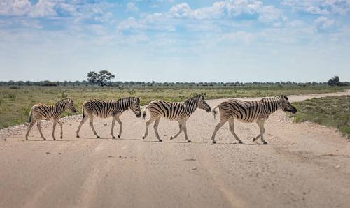 Abbey Road, Zebra edition