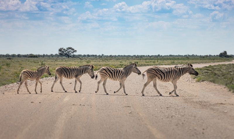 safari, zebra, africa, namibi, animal, animals, wildlife Abbey Road, Zebra edition фото превью