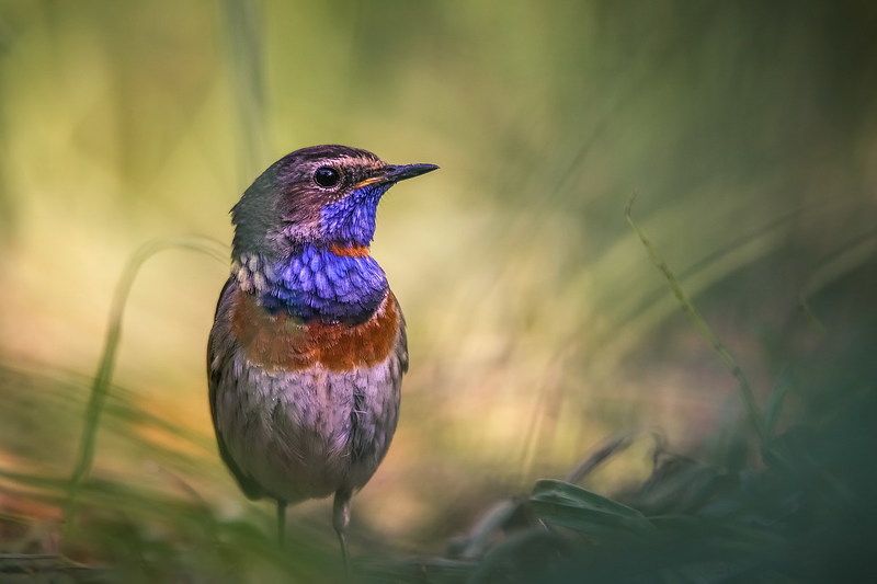 Варакушка фото превью