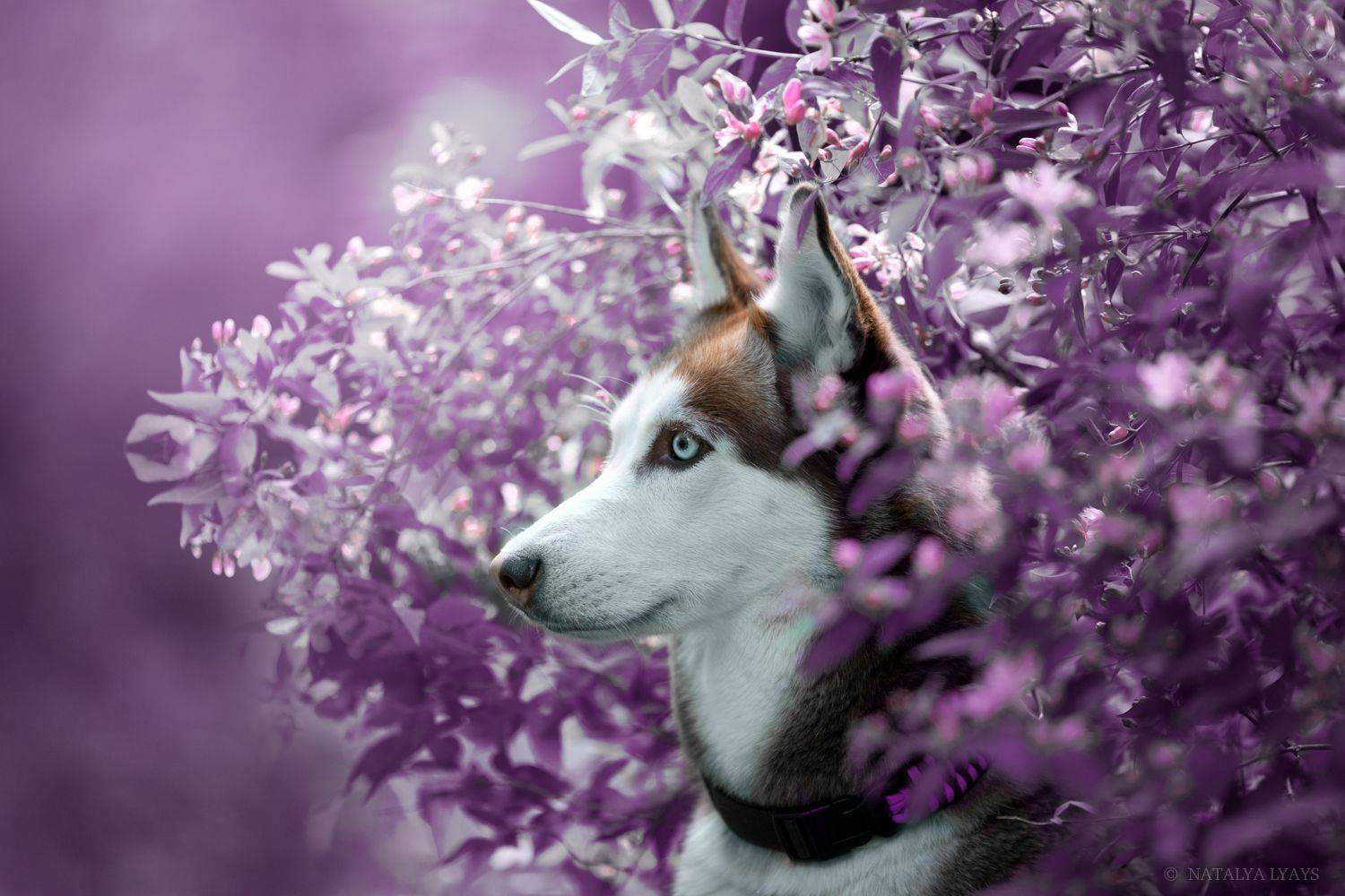 , Наталья Ляйс