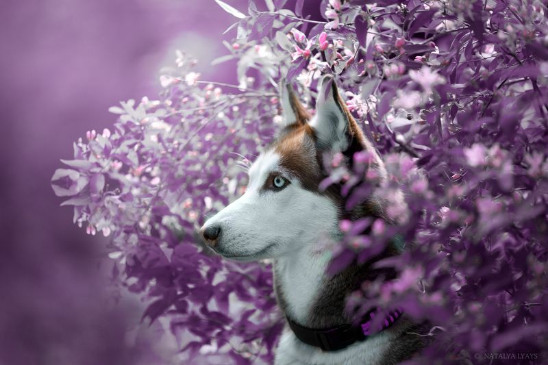 Фиолетовые мечты фото превью