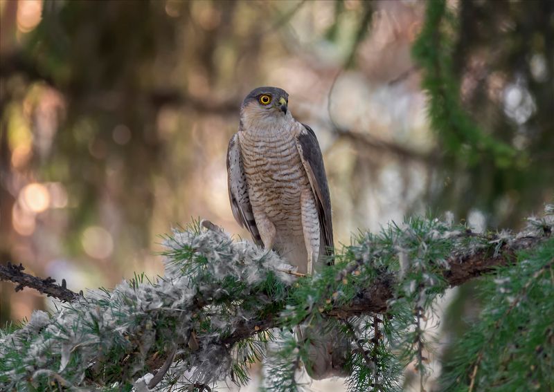 птица, ястреб перепелятник, самка, птенец, Ястребы перепелятники. фото превью