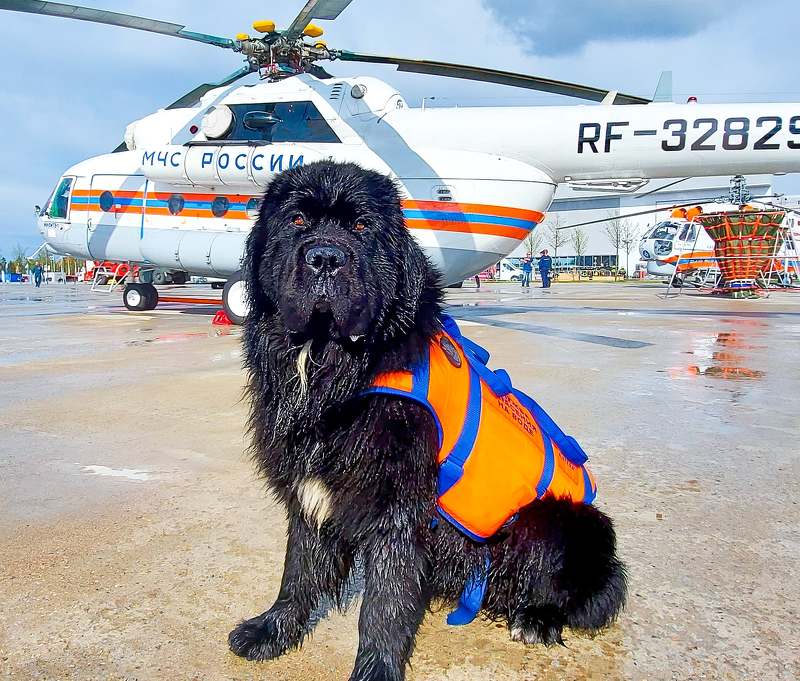 огонь пожарные мчс fire firefighter rescue спасатели дым работа собака на дежурстве фото превью