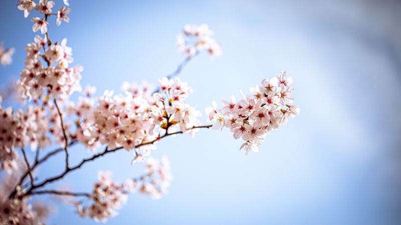 Spring фото превью