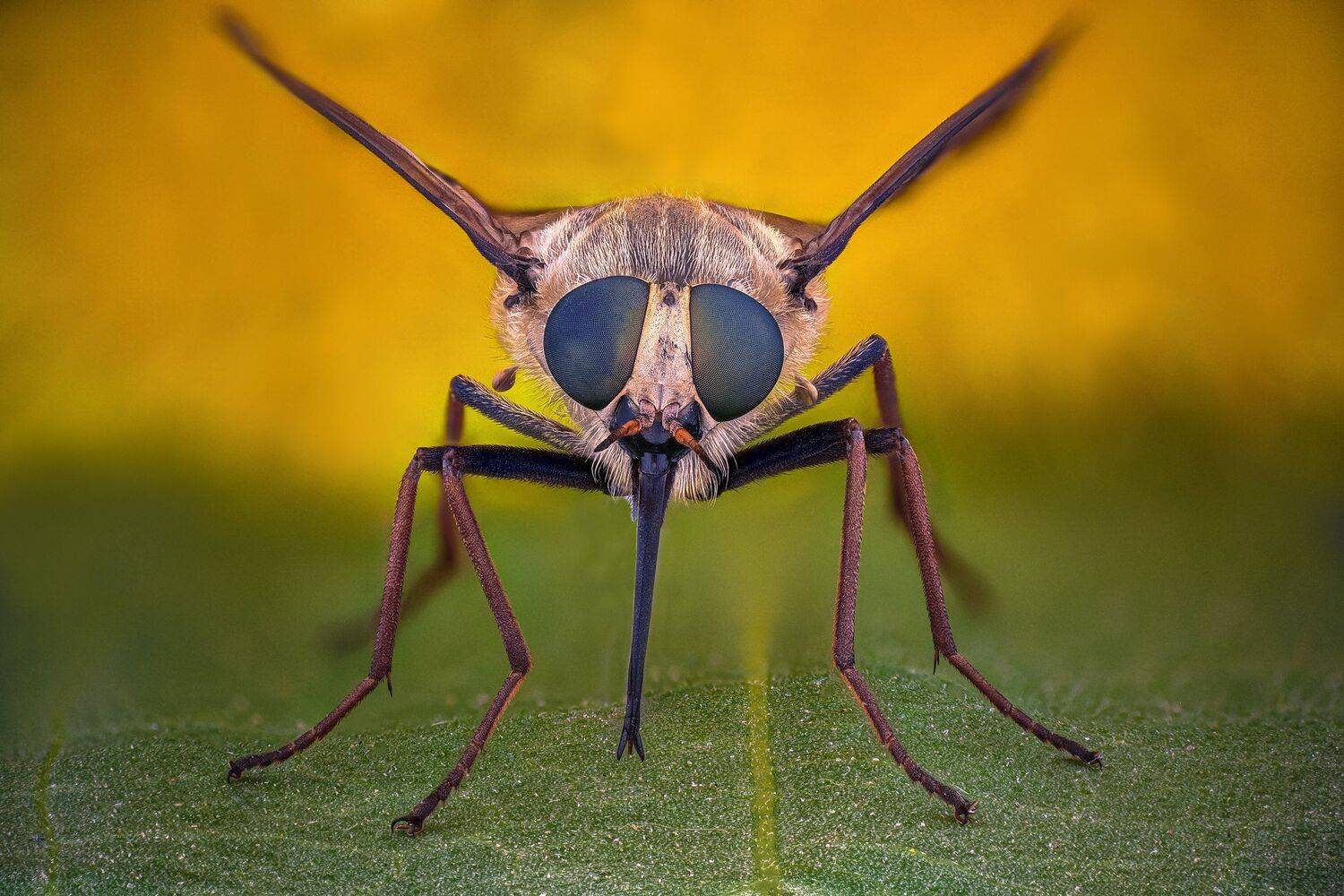 ceclii, nikon d5600,macro,lomo3.7, Tsvetan Ganev
