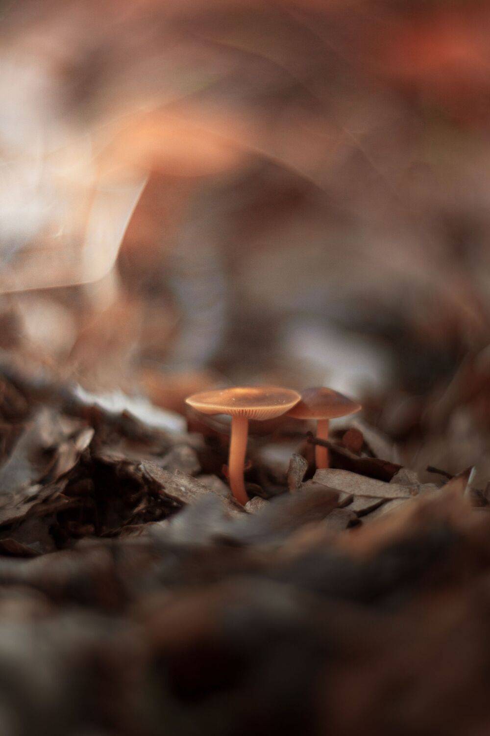 nature,nikon,flower,orange,bokeh,zenit,helios,85mm,brown,mushroom, ColorAddict.Nature Borislav Aleksiev