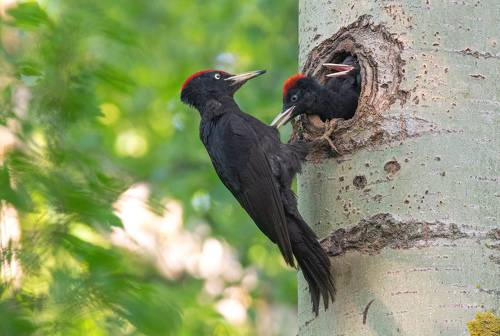 Папаня, я тебя держуу!
