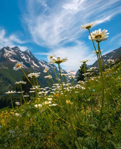 Ромашки в горах