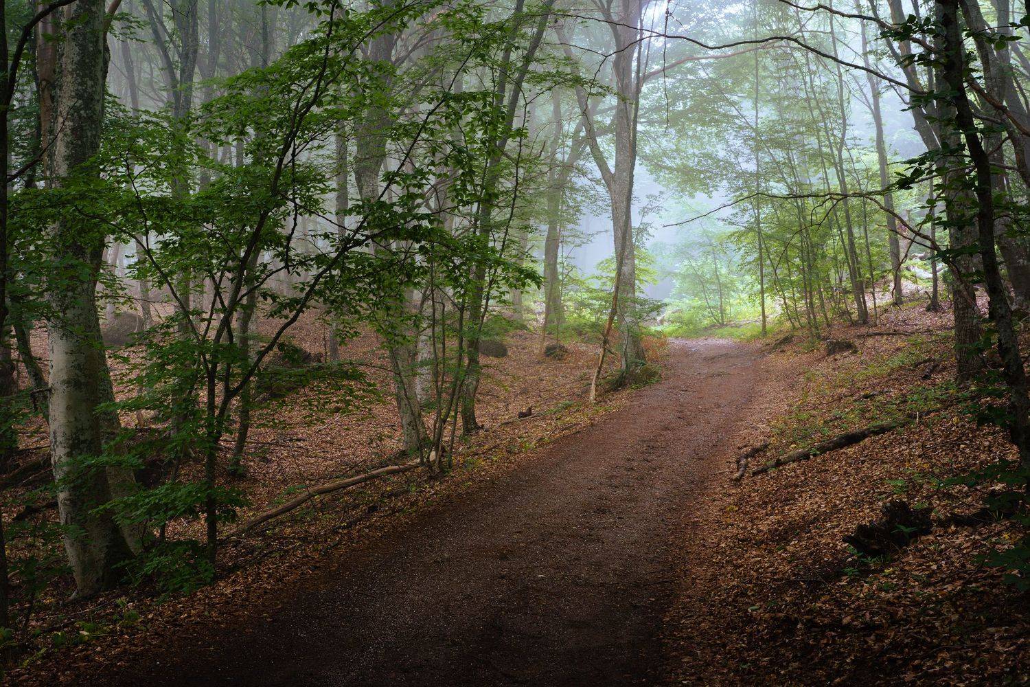 лес, деревья, туман, дорога, Григорий Бельцев