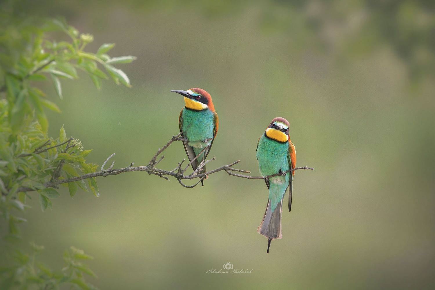 , Arkadiusz Michalak